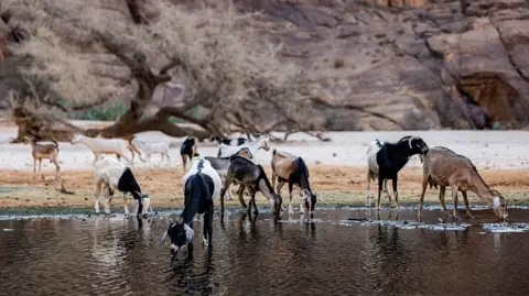Chad Ends Partnership with Wildlife Charity Linked to Prince Harry Amid Controversy