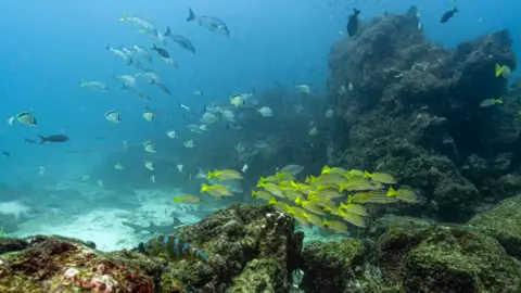 Historic High Seas Treaty Set to Protect Oceans as International Law