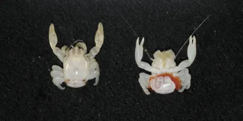 Rare Discoveries in Australian Waters: A New Crab and Lantern Shark Species