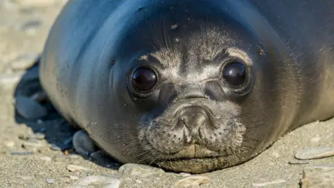 Bird flu kills more than 75% of seal pup population on remote Australian island