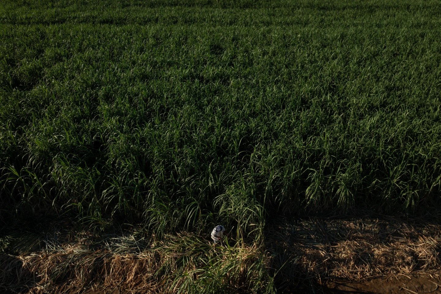 Researching Heat Stress: A Push for Farmworker Safety in California's Valley