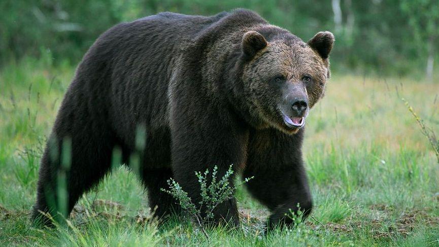 Bear Attacks and Kills Man in Mongolian Ger, Warning of Rising Incidents