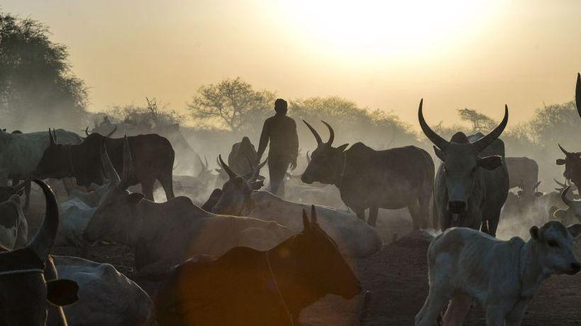 Cattle raids in South Sudan claim 72 lives amid mounting violence
