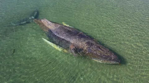Tragic End for Rescued Humpback Whale Found Dead Near Danish Island