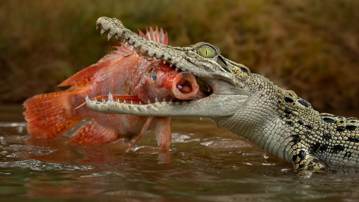Singapore man charged after AI‑generated crocodile image sparks fear
