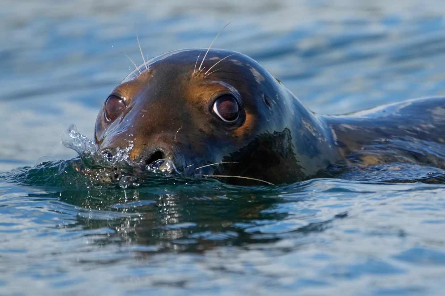 Republicans Set to Weaken Marine Mammal Protection Act, Drawing Wrath from Conservationists