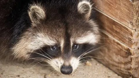 Raccoons: The Potential New Pet Trend in America