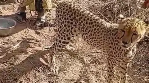 Kenyan Family Adopts Cheetah Cub, Faces Community Backlash