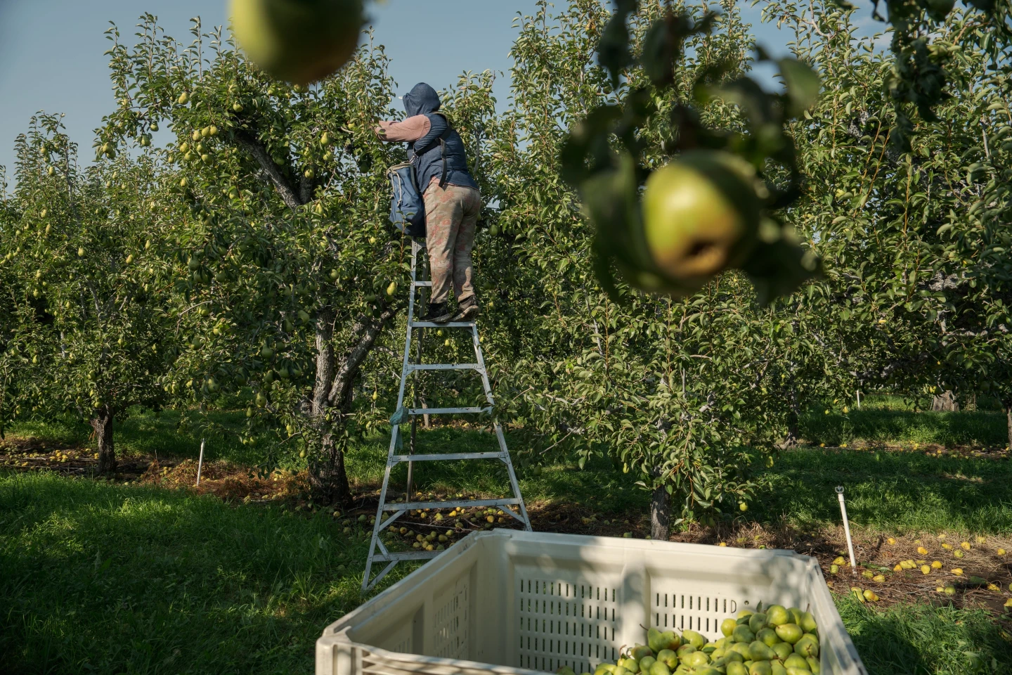 Rising Heat Risks for Pregnant Farmworkers in the U.S.