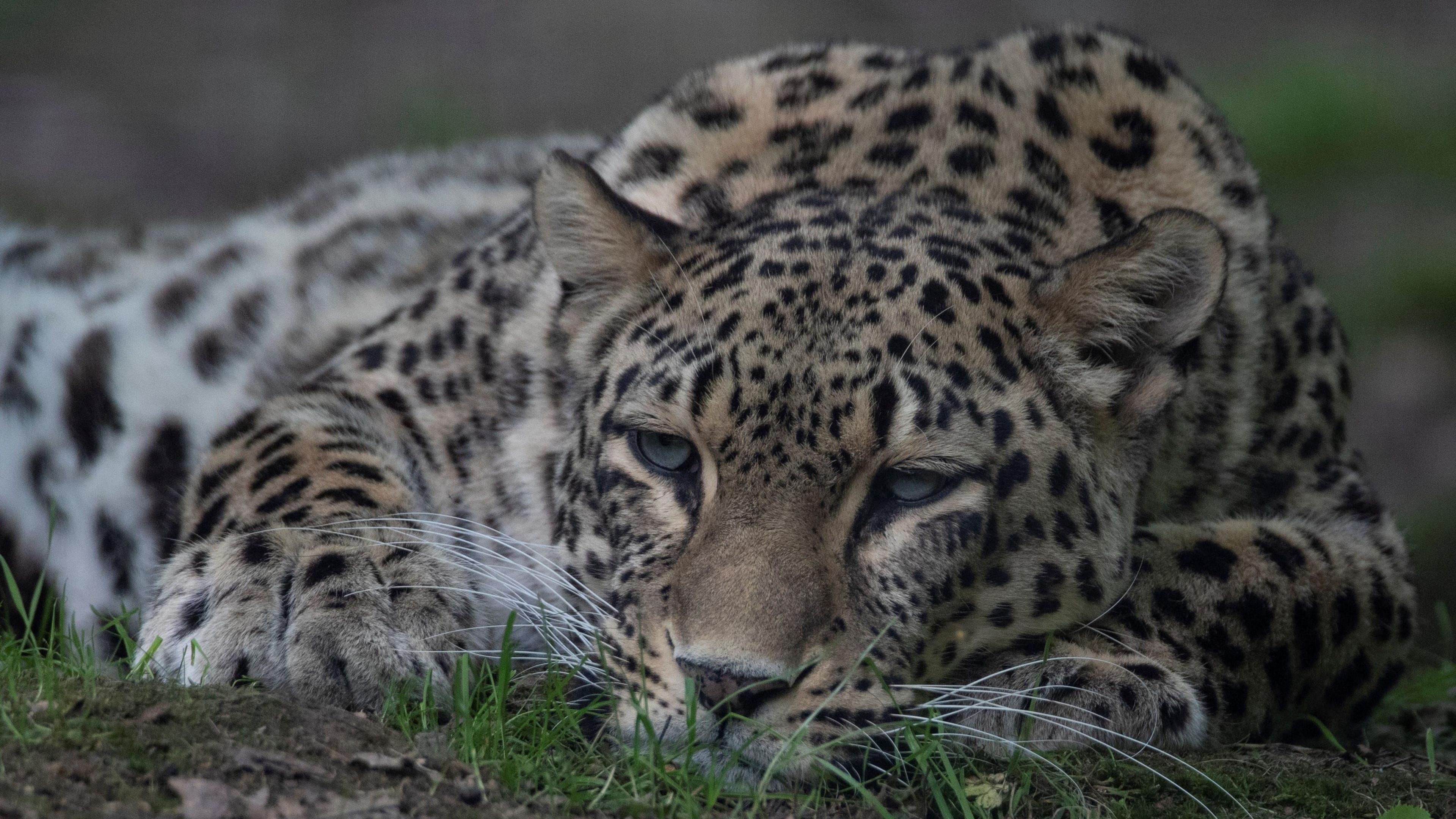 Dutch zoo keeper dies after leopard attack