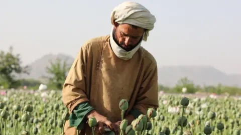 Significant Reduction in Afghan Opium Cultivation Following Taliban Ban, Says UN