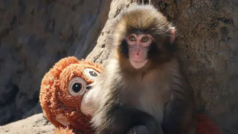US Nationals Arrested After Stunt Involving Internet-Famous Monkey at Japanese Zoo