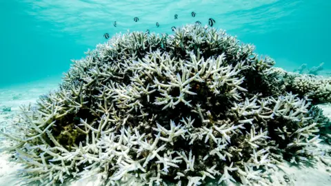 Hope for the Great Barrier Reef: Recovery Possible if Global Warming is Limited to 2°C
