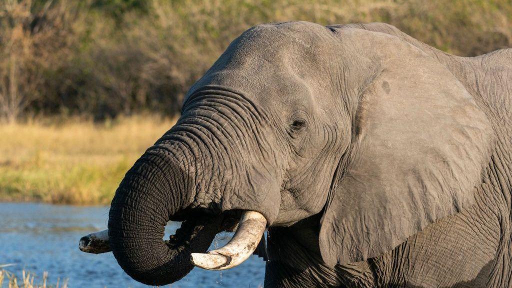 Botswana’s Elephants Slaughtered for Independence Feast Sparks Outcry