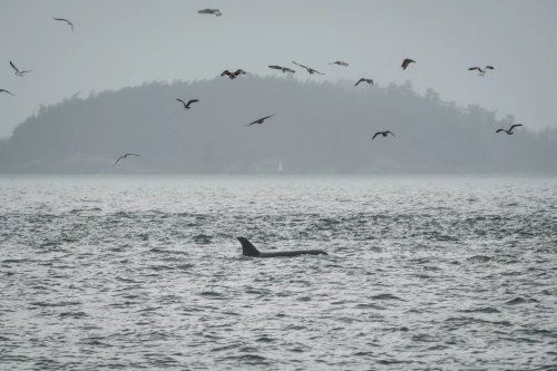 Transforming Ocean Conservation: Scientists Use Fiber-Optic Cables to Monitor Endangered Orcas