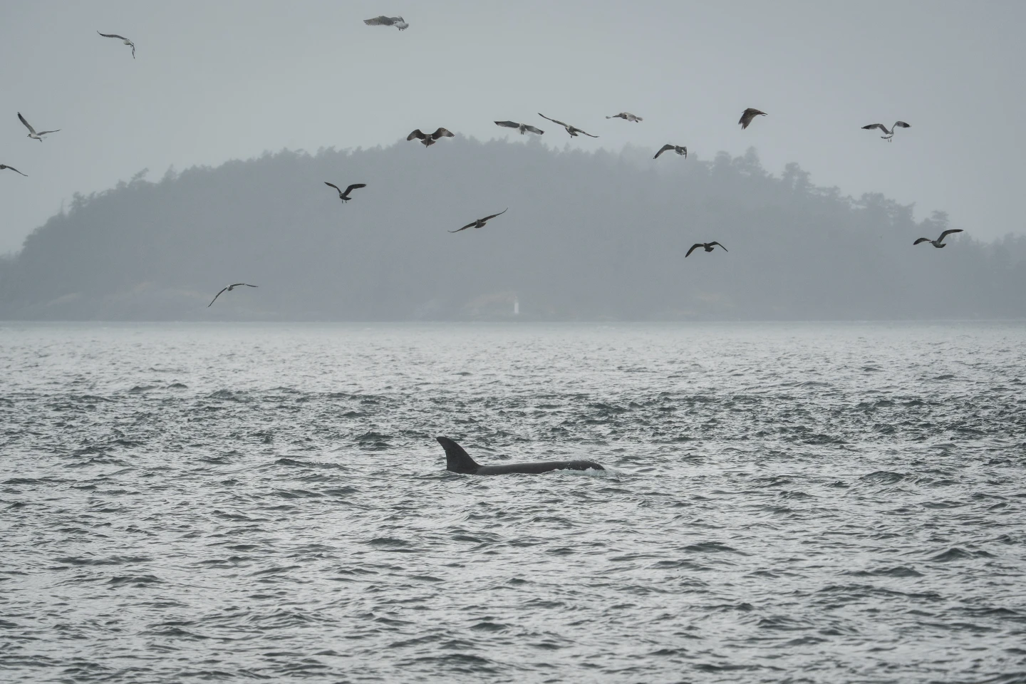 Transforming Ocean Conservation: Scientists Use Fiber-Optic Cables to Monitor Endangered Orcas