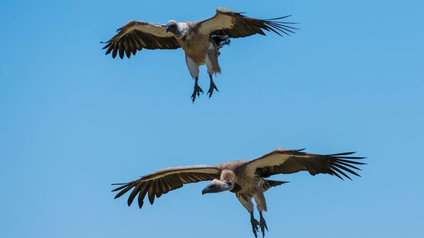 The Vulture King Protects Nigeria’s Sacred Shrines