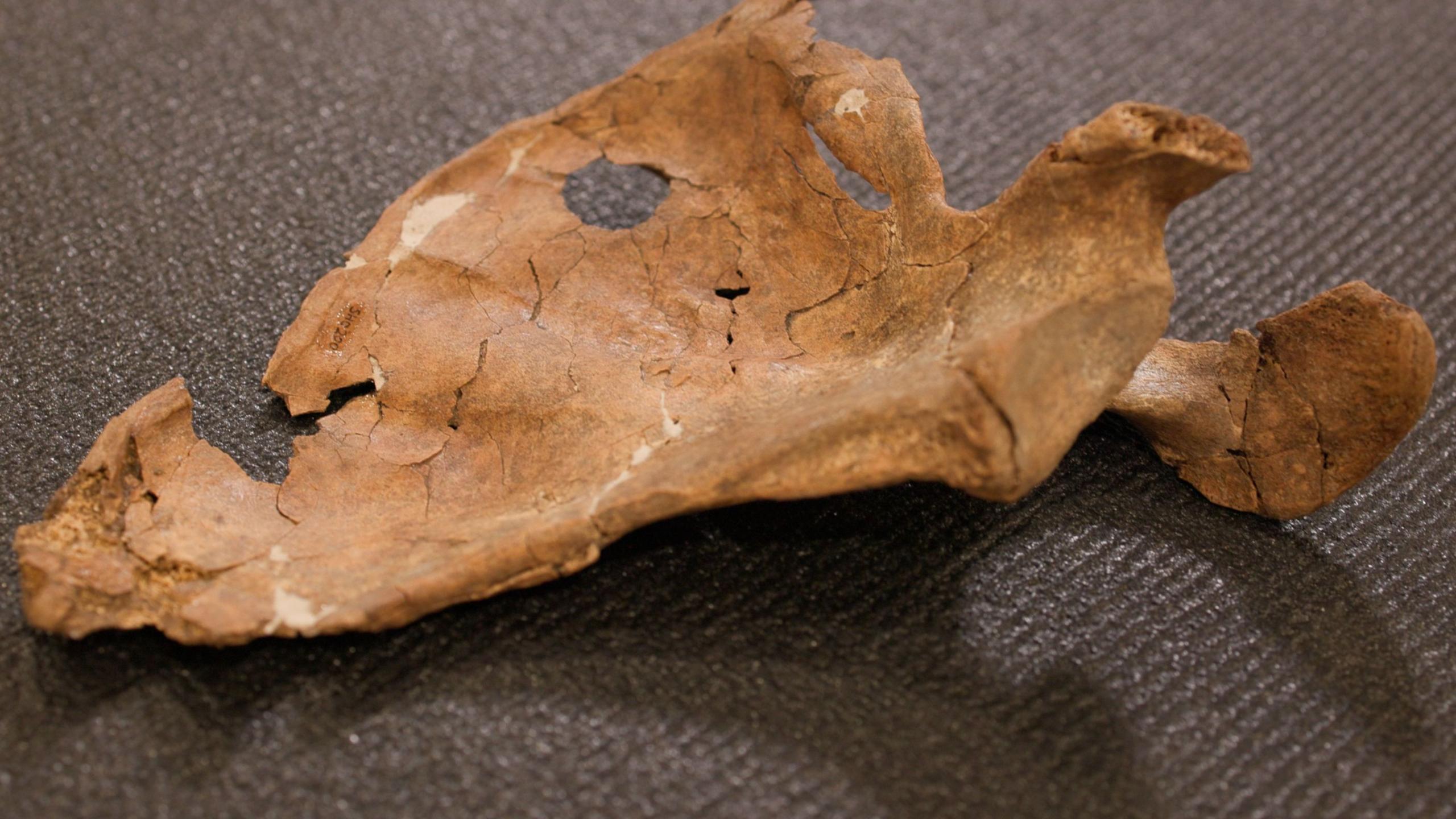 Wound in Neanderthal Bone Suggests Lethal Fighting 75,000 Years Ago