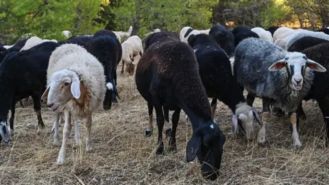 Fears of Feta Cheese Shortage Loom as Greece Culled Sheep and Goats