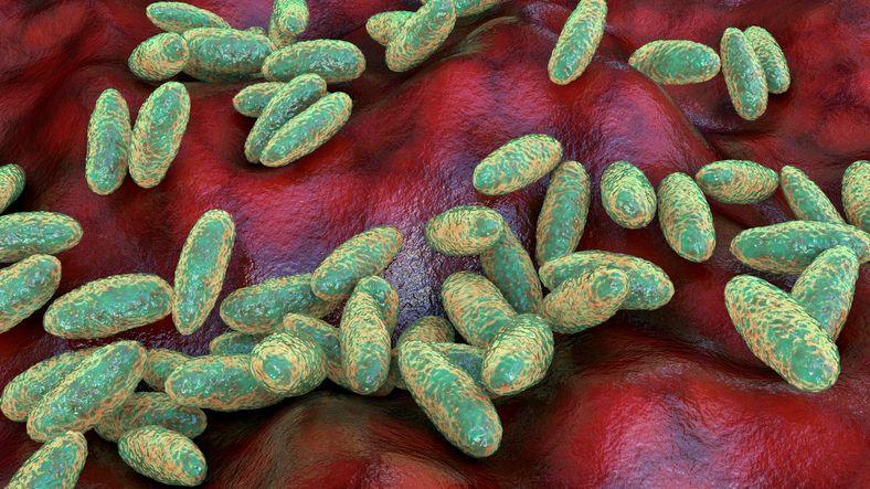 Lab worker death in Russia sparks global concern over pneumonic plague