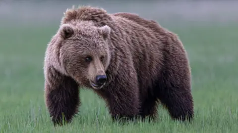 Grizzly Bear on Rampage in Canada: 11 Injured in School Group Attack
