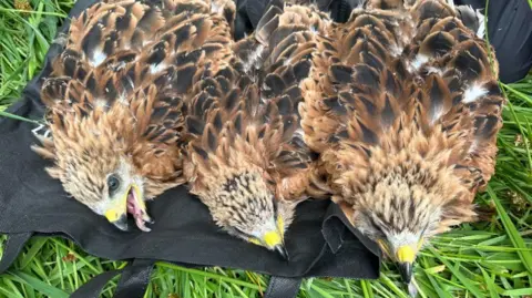 Reviving a Legacy: British Red Kites Find New Home in Spain