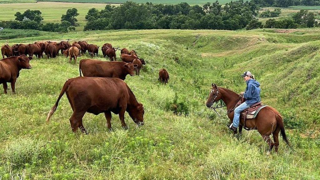 Ranchers Battle Over Steel, Fuel and a Trump‑Prompted Beef Dump