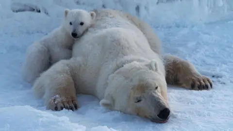 Surprising Findings: Polar Bears of Svalbard Thrive Despite Climate Change