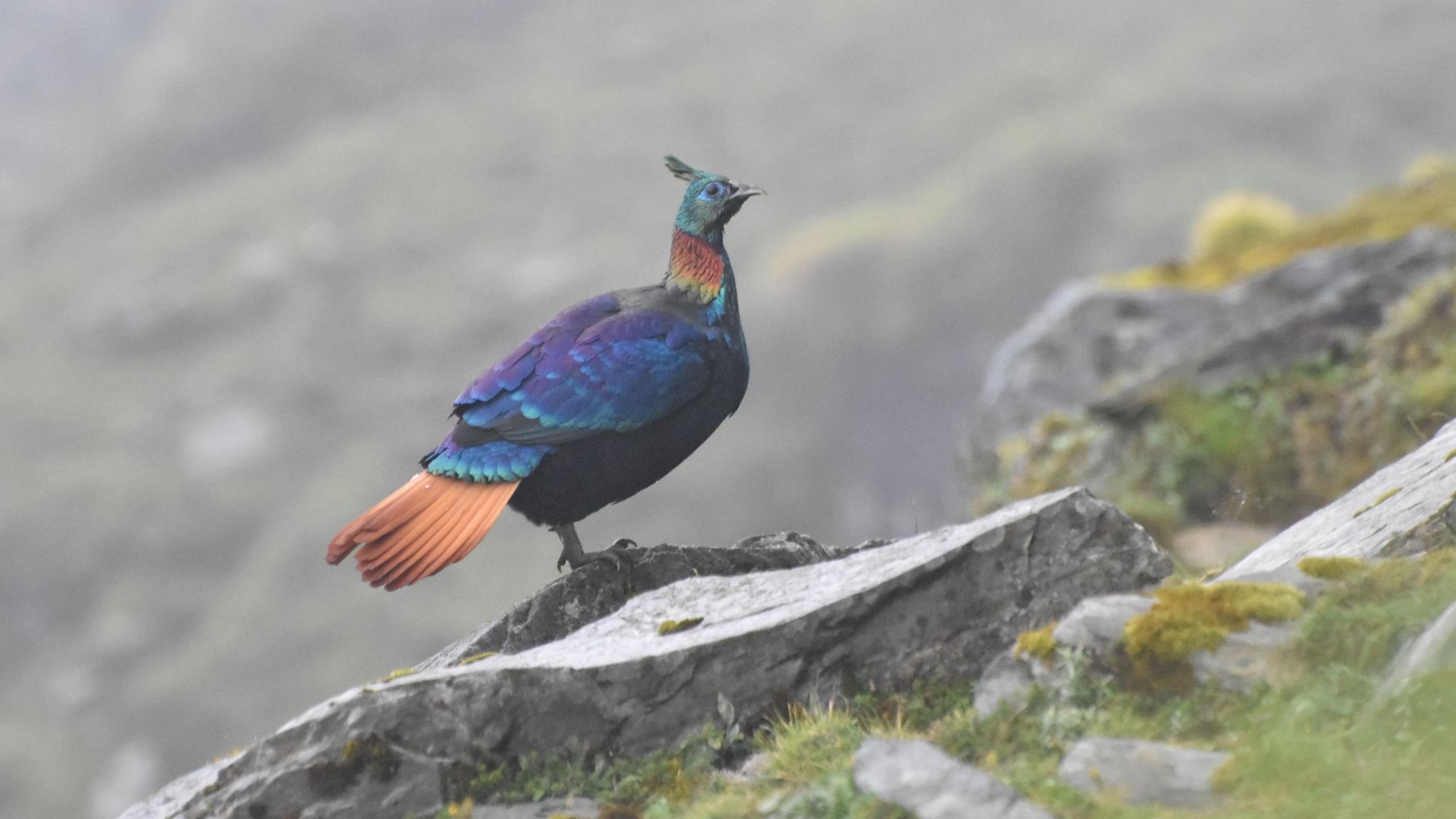 Himalayan Monal’s Call Shifts as Human Activity Heats Up the Mountains
