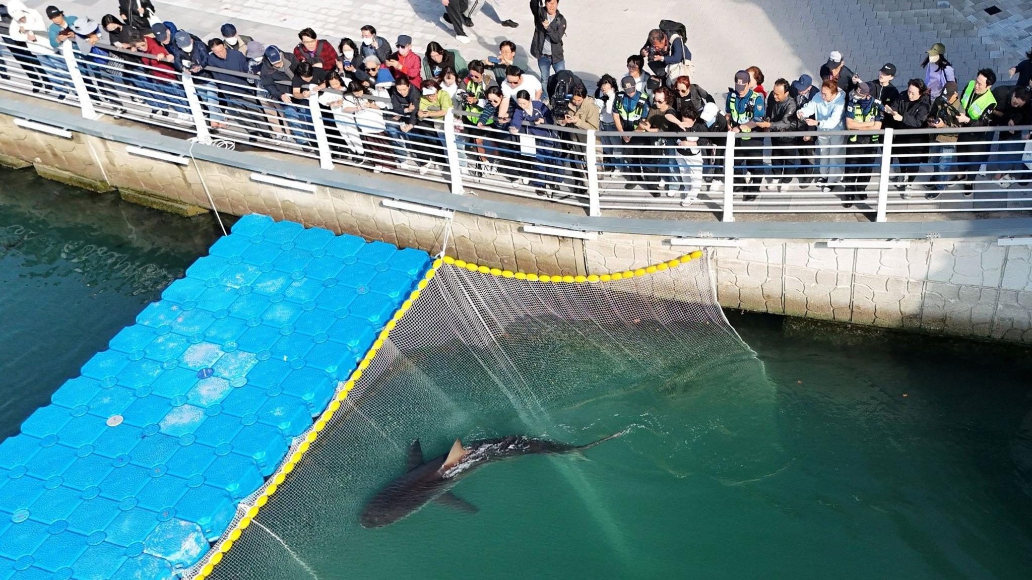 Bukangi swimming in the Busan canal as spectators look on