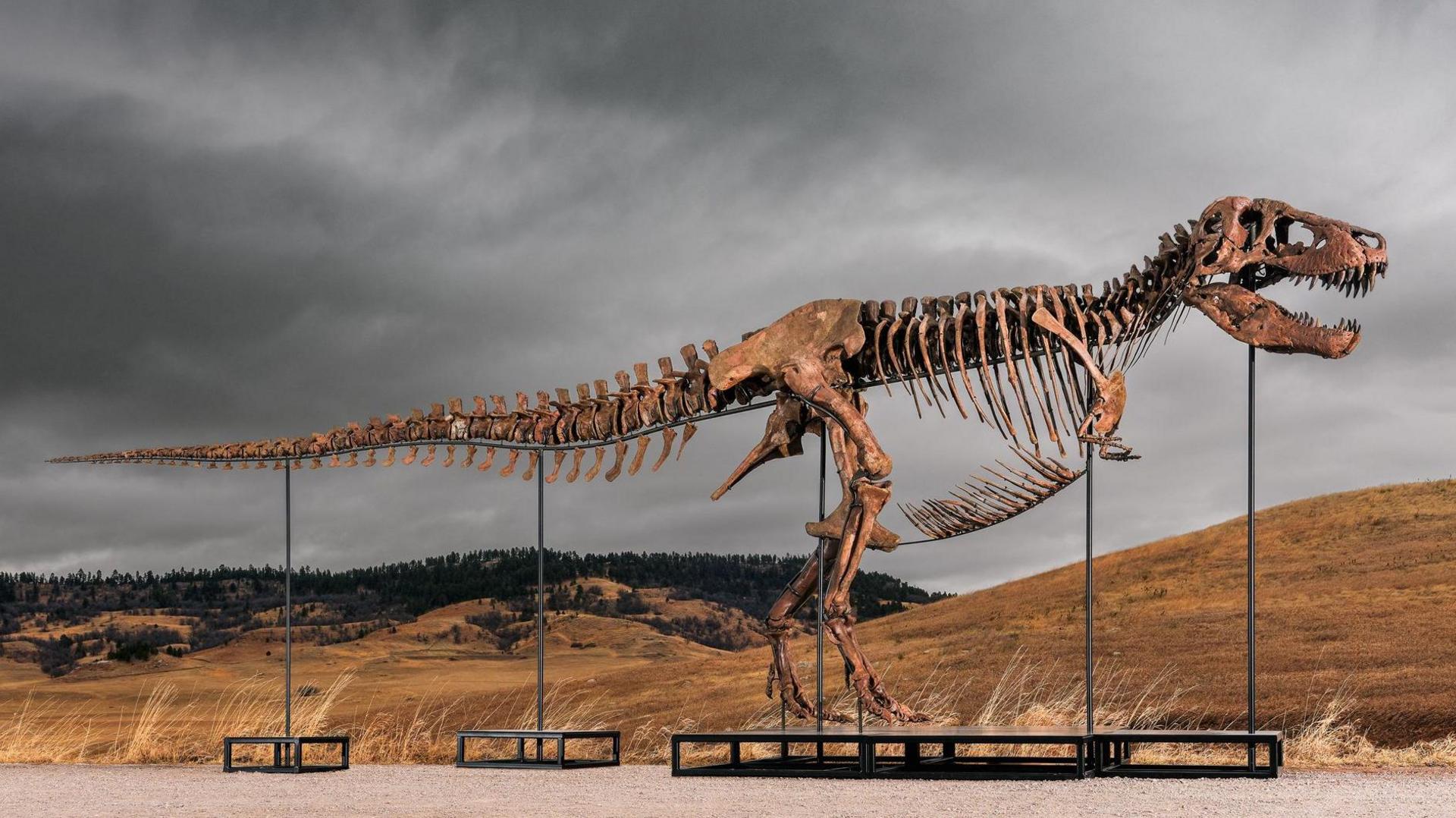 Record‑Breaking T. rex Fossil Sells for £37.4 m at Sotheby’s