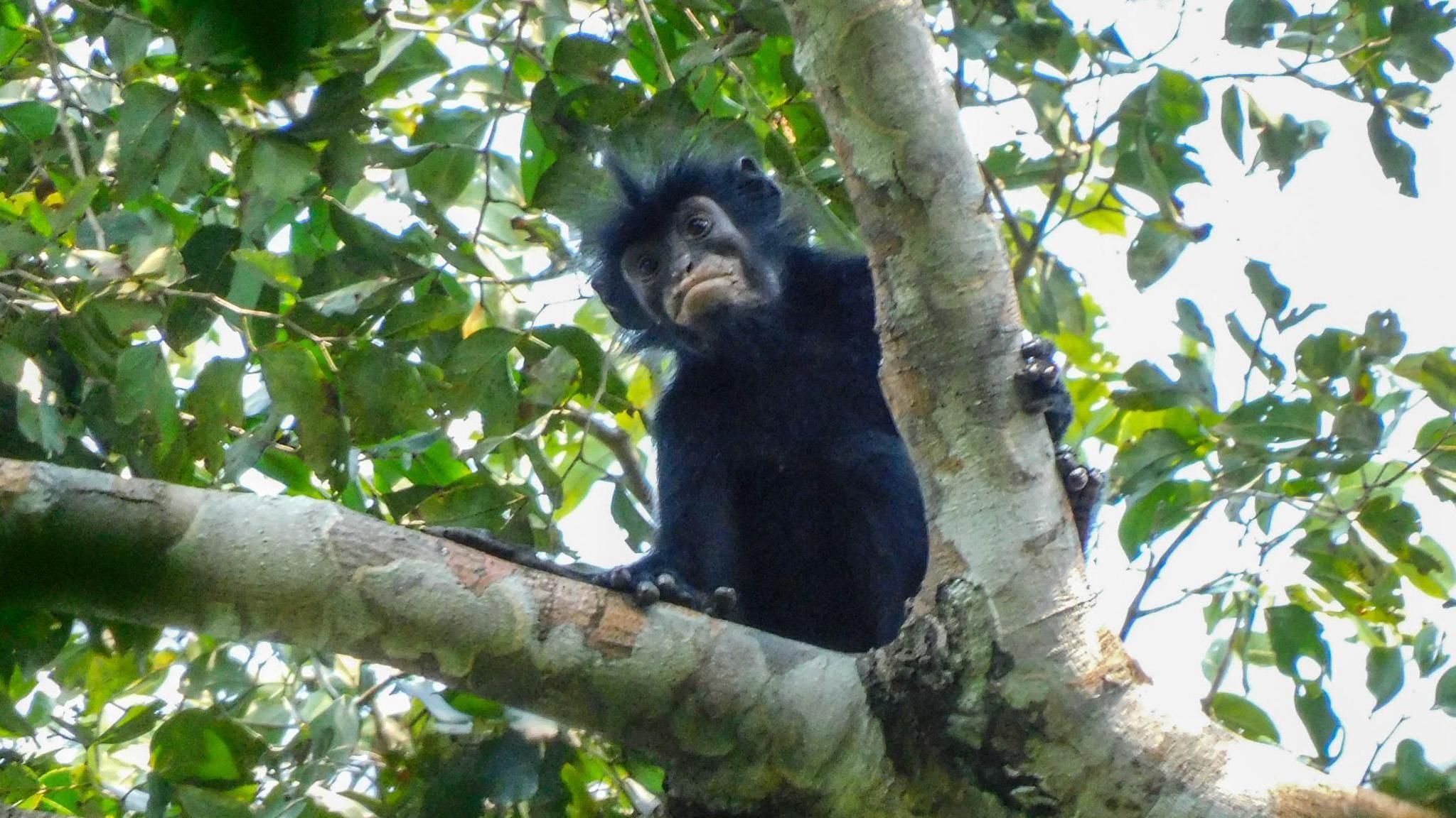 Orange‑Lipped Monkey Discovered in Democratic Republic of Congo’s Dense Forest