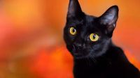 The town of Terrassa in Catalonia has imposed a temporary ban on black cat adoptions in response to concerns regarding their safety during Halloween, reflecting a cultural stigma surrounding these animals.