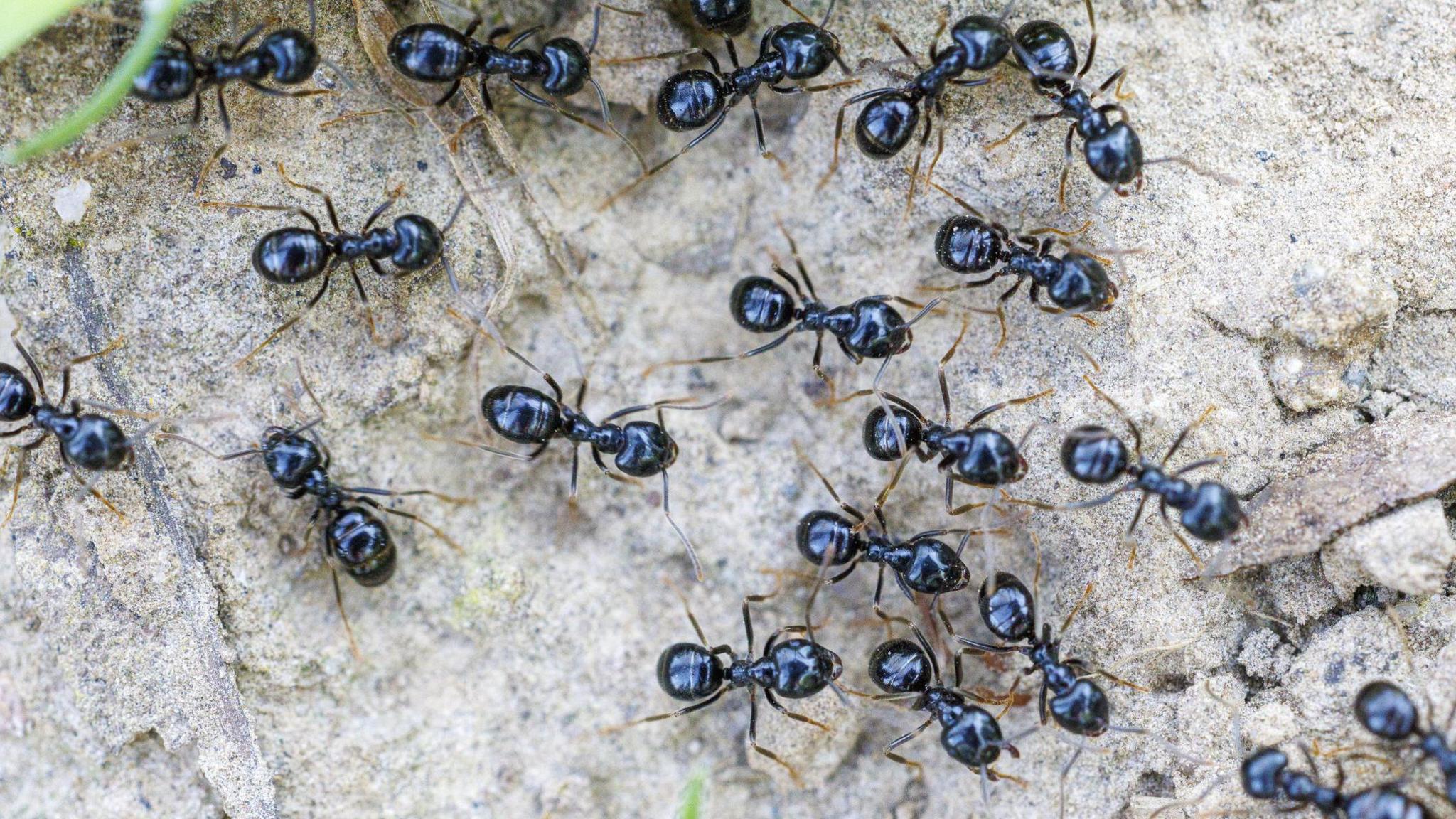 Michelin‑Starred Chef Faces Jail for Ant Dessert Garnish
