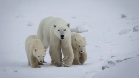 Remarkable Polar Bear Adoption Observed in Canada