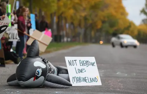 Crisis at Marineland: 30 Beluga Whales Face Euthanasia Amid Controversy