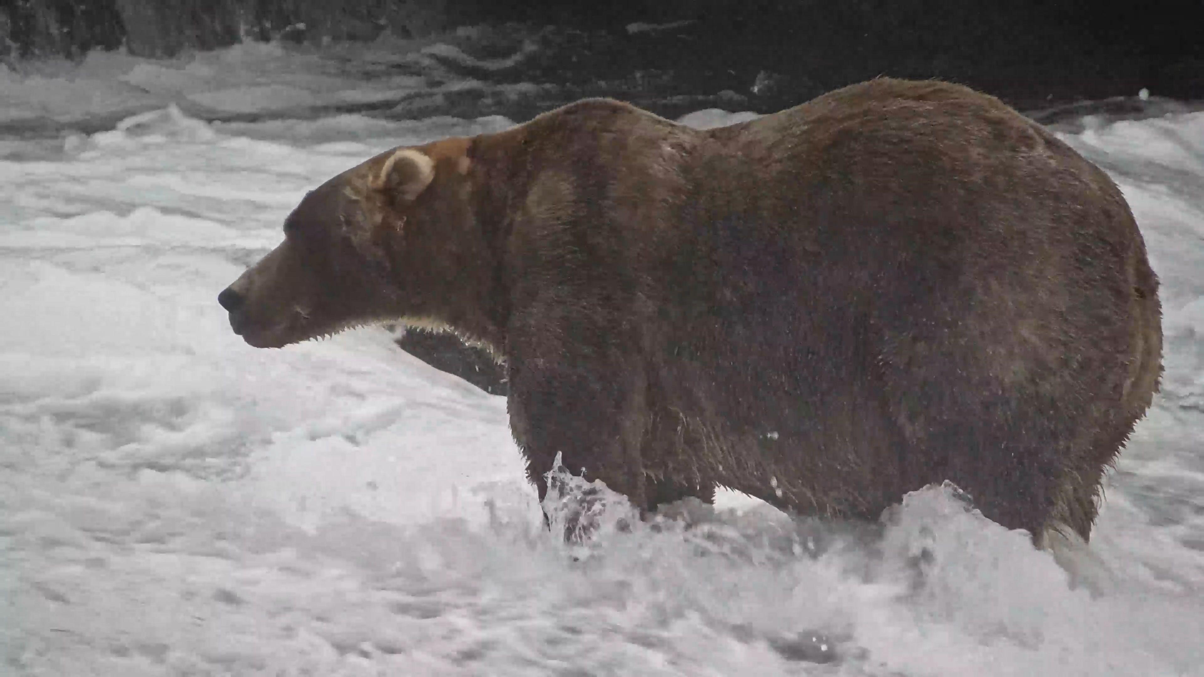 Backpack Wins Alaska’s Fat Bear Week – The Heaviest Bear Crowned