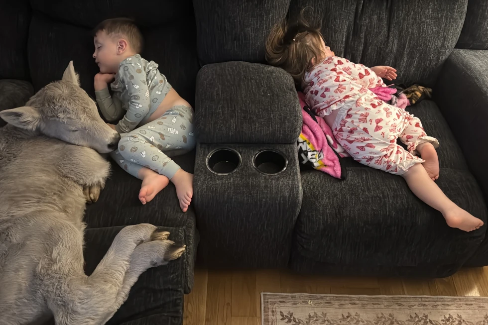 Kentucky Family Rescues Newborn Calf from Bitter Cold