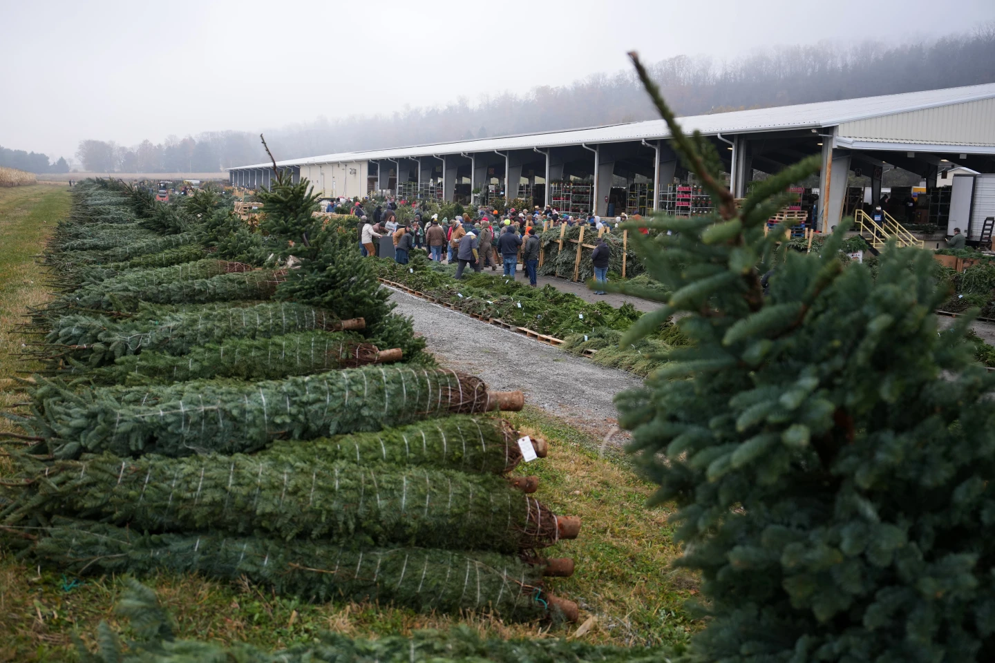 Christmas Trees and More Auctioned in Pennsylvania