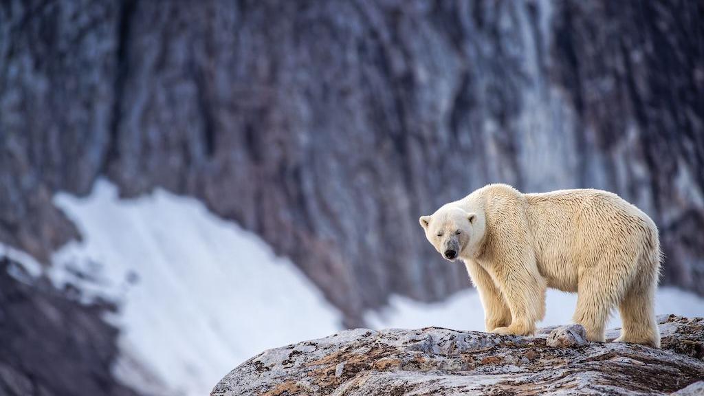 Norwegian Sailor Faces Fine After Foghorn Disturbs Sleeping Polar Bear