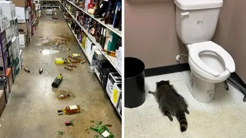 In a Hilarious Twist, a Drunk Raccoon Breaks into Virginia Liquor Store